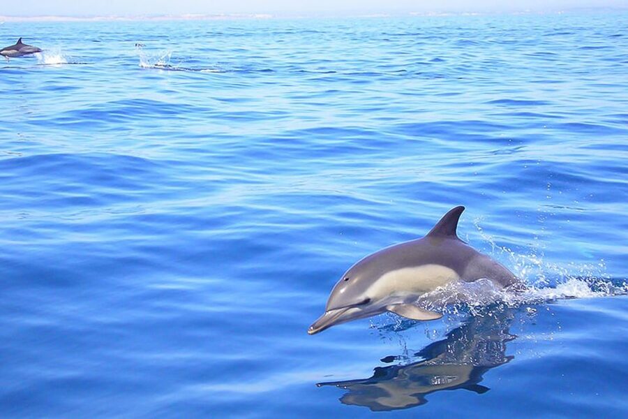 Lagos: Dolphin Watching with Professional Marine Biologists - Setting out from Lagos Marina on the Tornado RIB