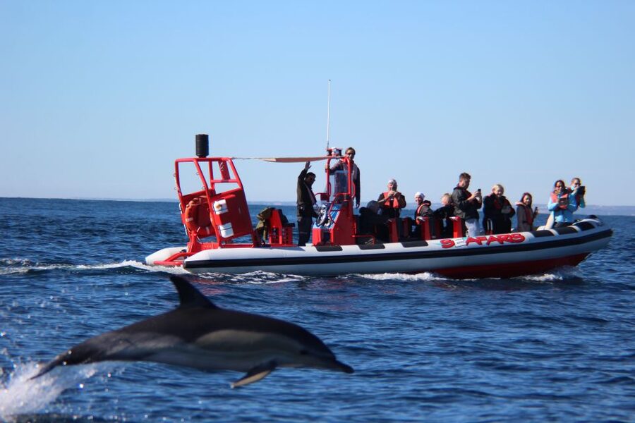 Lagos: Dolphin Watching with Professional Marine Biologists - Watching dolphins play beside the boat