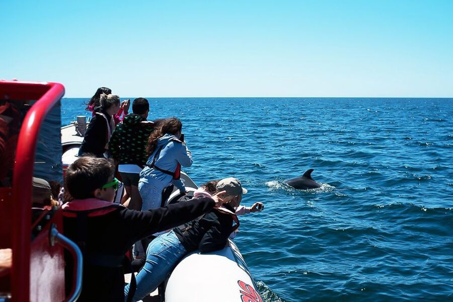 Lagos: Dolphin Watching with Professional Marine Biologists - What the boat feels like in real conditions