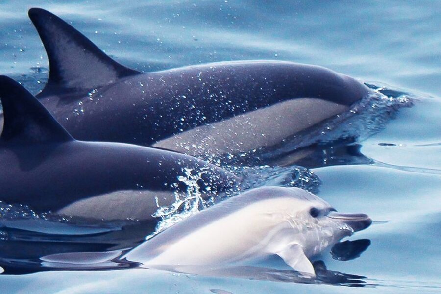 Lagos: Dolphin Watching with Professional Marine Biologists - Searching the Atlantic for bottlenose and common dolphins