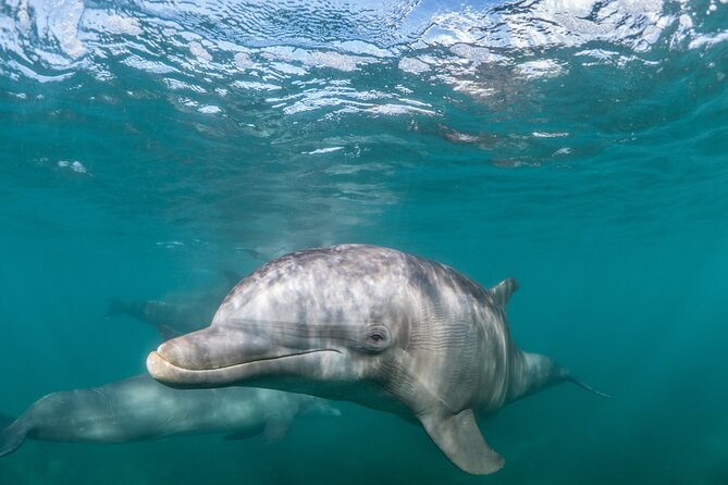 Lagos: Dolphins & Benagil Caves – Catamaran - Key points before you book