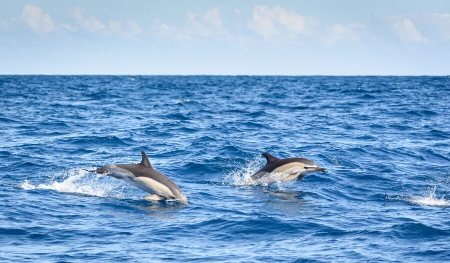 Lagos: Dolphins & Caves - Catamaran - Marine life explained in plain language