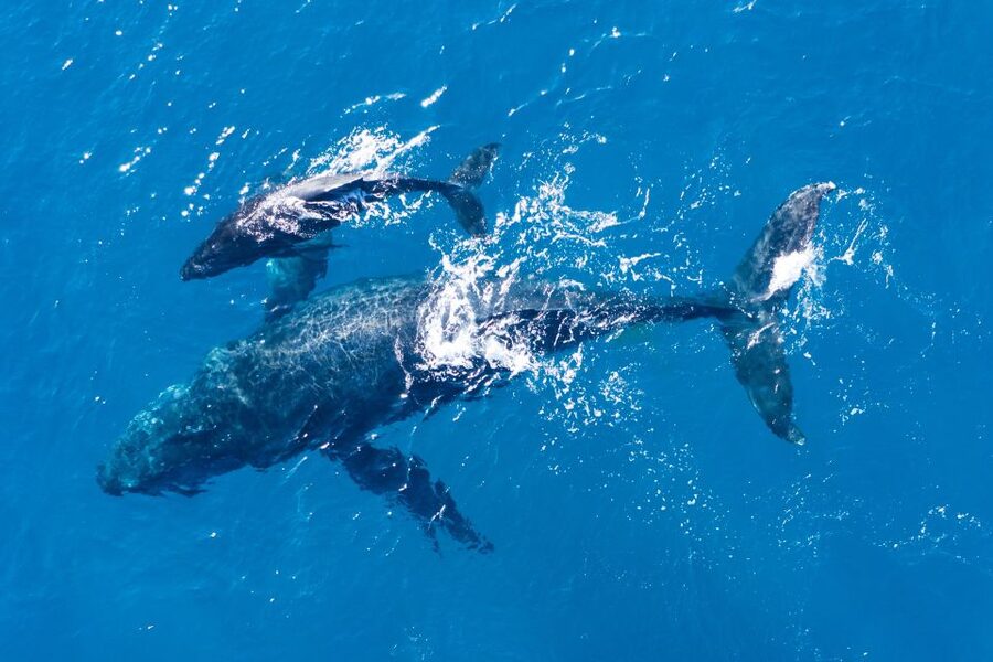 Lagos: Dolphins & Caves - Catamaran - Should you book the Lagos dolphin cruise?