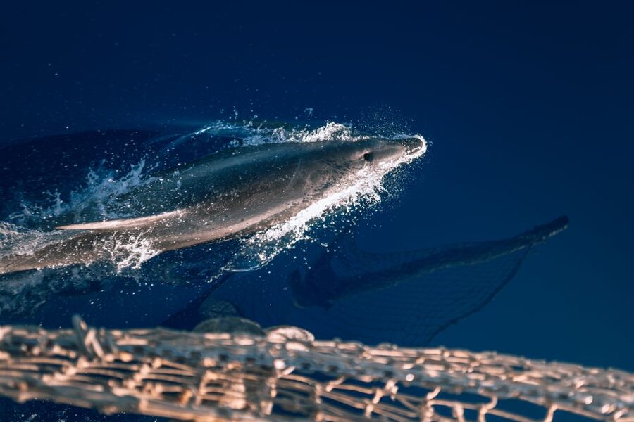 Lampedusa: Sunset Dolphin Sighting on a Pirate Ship - Spaghetti, apericena, and drinks after the dolphin search