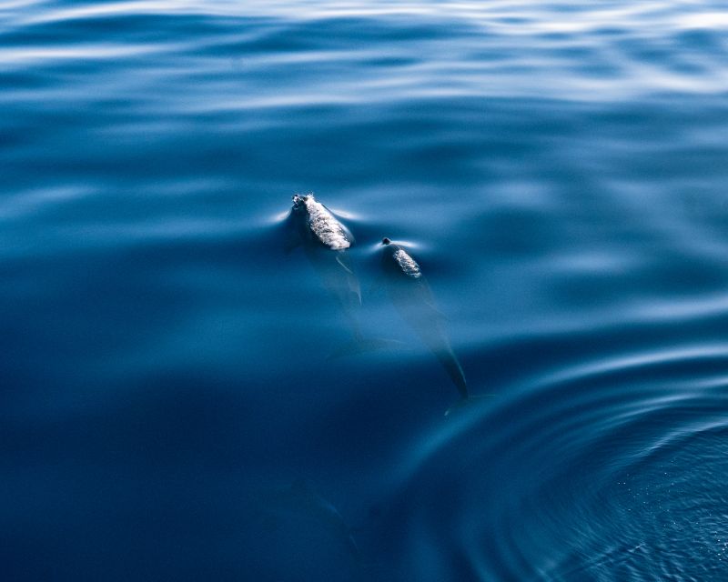 Lampedusa: Sunset Dolphin Sighting on a Pirate Ship - Who will enjoy this cruise most