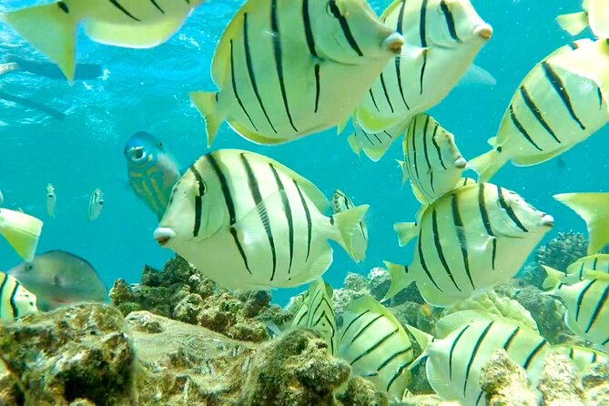 Lana'i Snorkel And Dolphin Quest with Maui Turtle Spot Tour - What the small boat adds