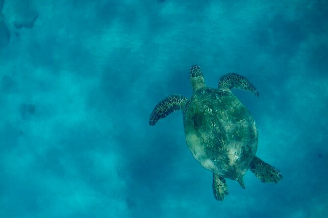 Lana'i Snorkel And Dolphin Quest with Maui Turtle Spot Tour - Who will get the most from this outing
