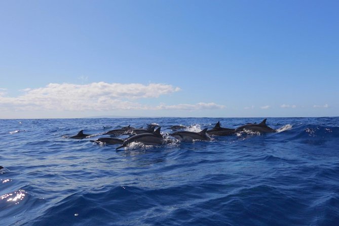 Lanai Deluxe Dolphin Adventure & 3 Snorkel Sites - Dolphins, turtles, sharks, and the luck factor