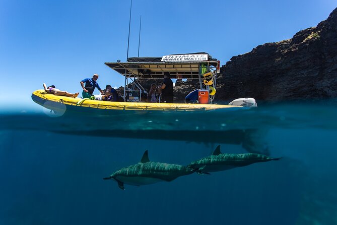 Lanai Deluxe Dolphin Adventure & 3 Snorkel Sites - Who will enjoy this tour most