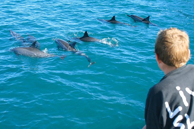 Lanai Snorkel and Dolphin Watch from Maalaea - Dolphin Watching Before the Snorkel
