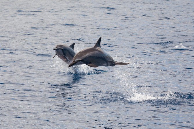 Lanai Snorkel and Dolphin Watch from Maalaea - Lanai’s Reef and the 90-Minute Swim