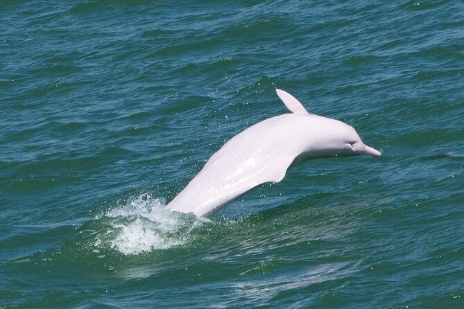 Lantau Group Tour: Dolphin Watching, Fishing Village & Cable Car - Why this Lantau day trip works well