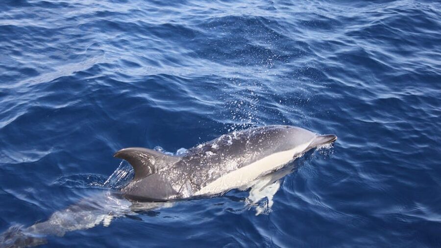 Lanzarote: 2.5-Hour Sunset and Dolphins Cruise - Leaving Puerto del Carmen for the Atlantic