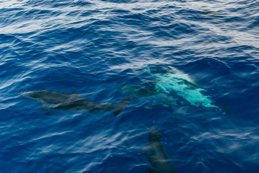 Lanzarote: 2.5-Hour Sunset and Dolphins Cruise - Sunset, Champagne, and the final stretch