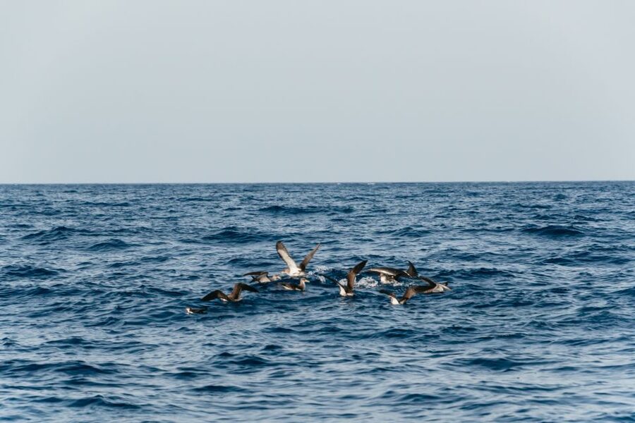 Lanzarote: 2.5-Hour Sunset and Dolphins Cruise - Returning through Puerto del Carmen