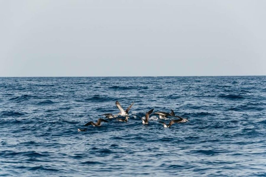 Lanzarote: 2.5-Hour Sunset and Dolphins Cruise - Is $61 a fair price?
