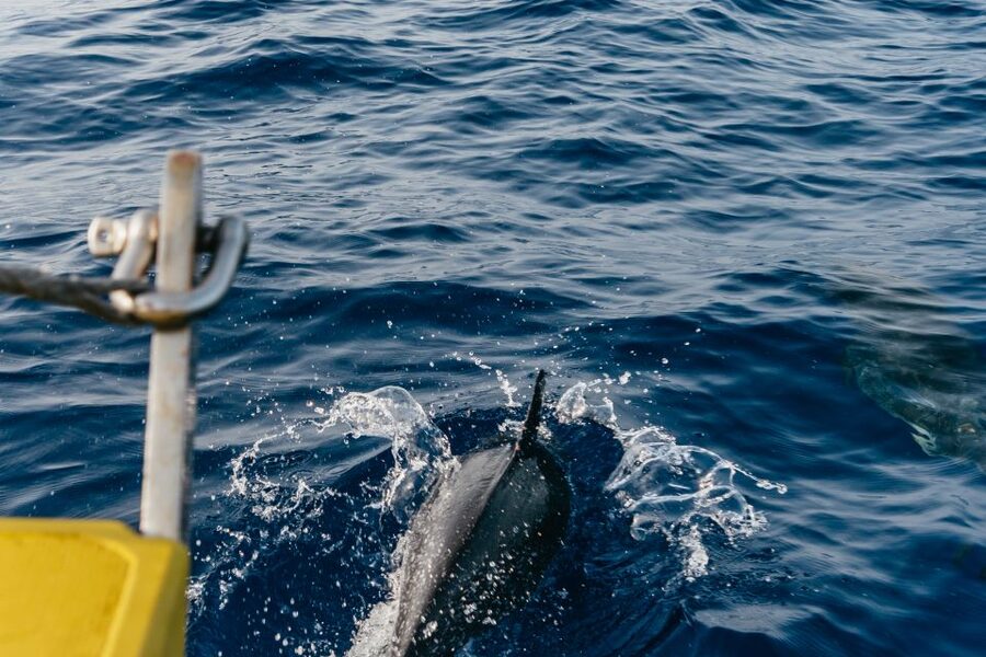Lanzarote: 2.5-Hour Sunset and Dolphins Cruise - Practical tips for a better evening