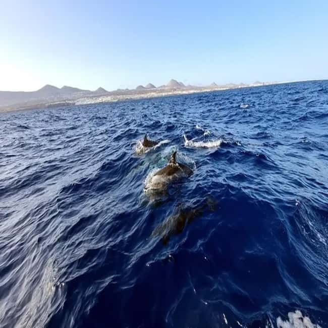 Lanzarote: Dolphin Watching by speedboat - Key points to know before you book