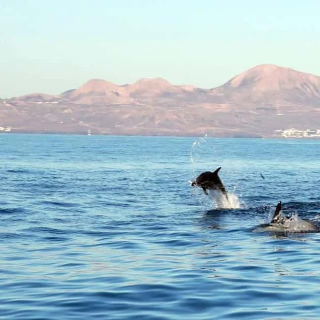 Lanzarote: Dolphin Watching by speedboat - A small RIB gives you more sea time, not just a dolphin hunt