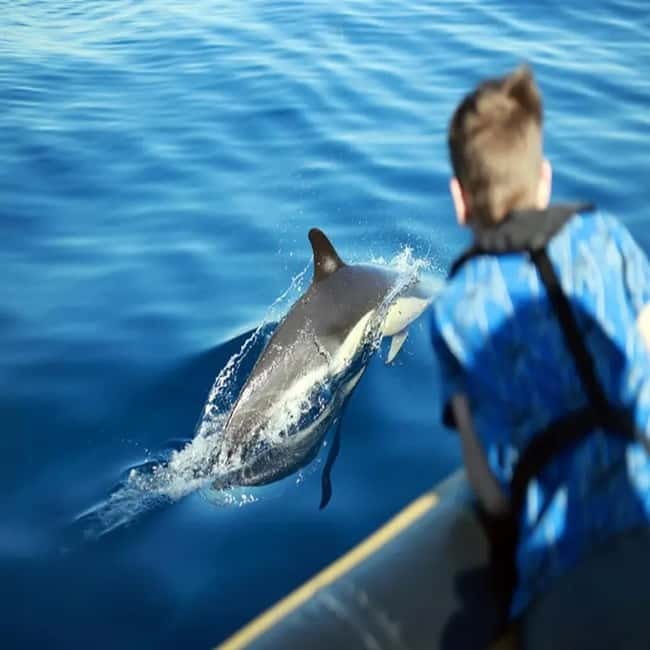 Lanzarote: Dolphin Watching by speedboat - The Waverider ride is part of the attraction