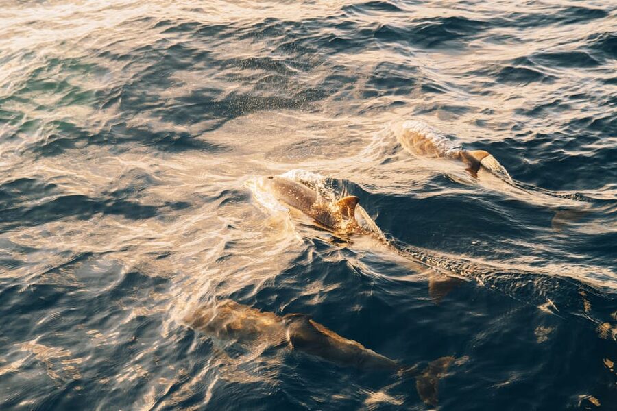 Lanzarote: Dolphin-Watching Sunset Cruise with Transfers - Food, Mojitos, and the Evening Atmosphere