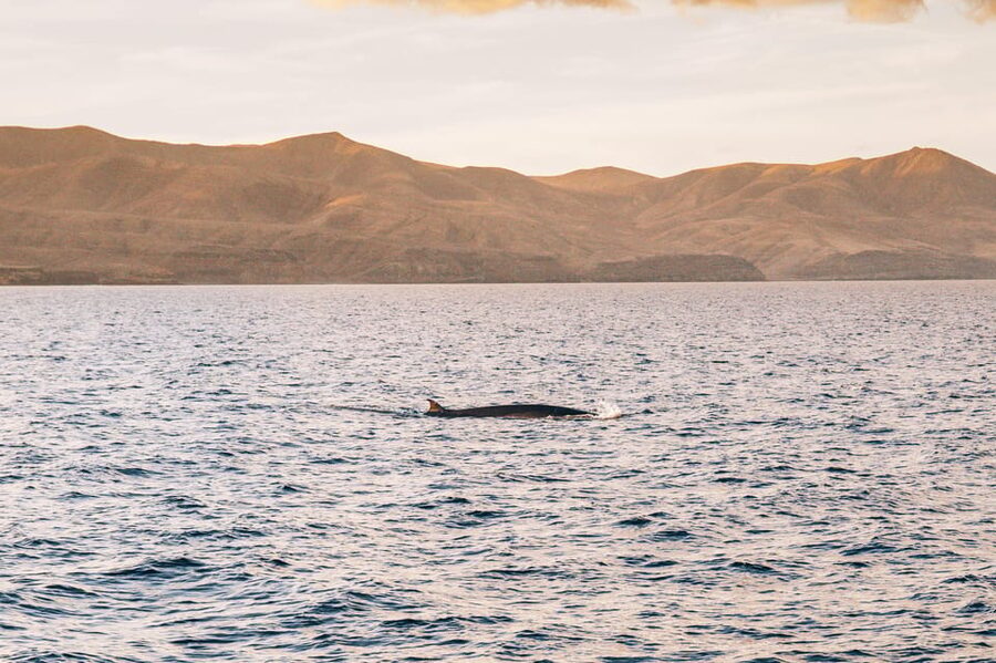 Lanzarote: Dolphin-Watching Sunset Cruise with Transfers - Who Will Enjoy This Cruise Most