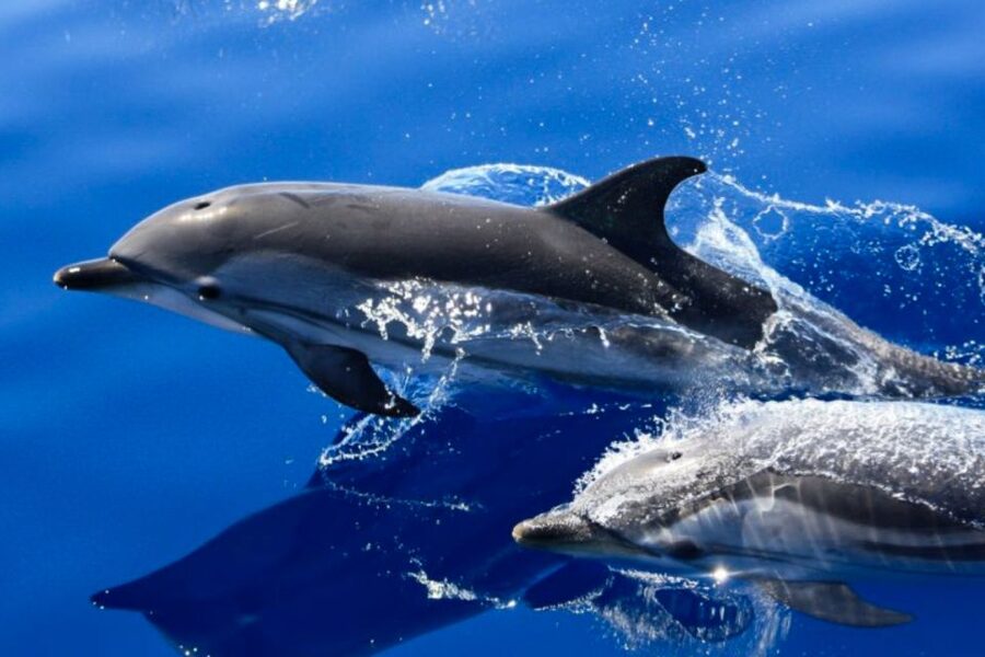 Lanzarote: Lobos Island Half-Day Dolphin Watching Trip - At a glance: what makes this trip worth considering
