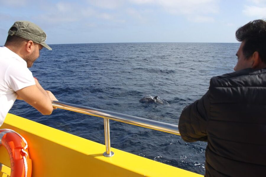 Lanzarote: Lobos Island Half-Day Dolphin Watching Trip - From your hotel to Puerto del Carmen