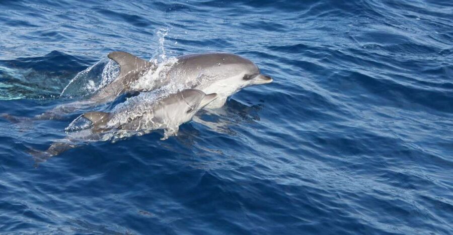 Lanzarote: Lobos Island Half-Day Dolphin Watching Trip - Lobos Island: 2.5 hours between beach and volcano
