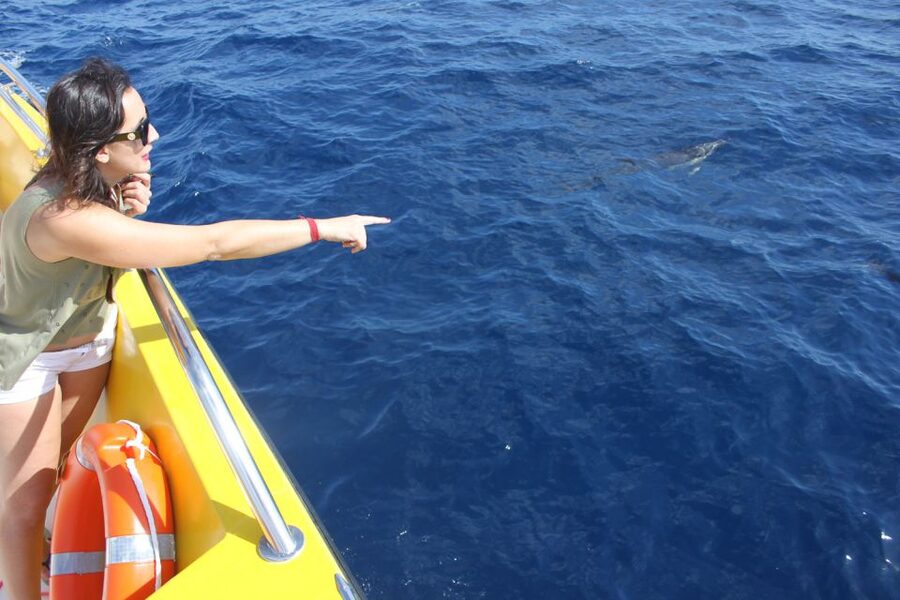 Lanzarote: Lobos Island Half-Day Dolphin Watching Trip - Should you book the Lobos and dolphin trip?