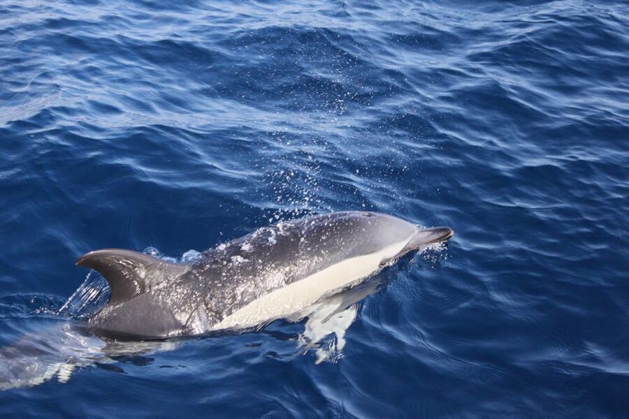 Lanzarote: Lobos Island Half-Day Dolphin Watching Trip - The 1.5-hour search for dolphins