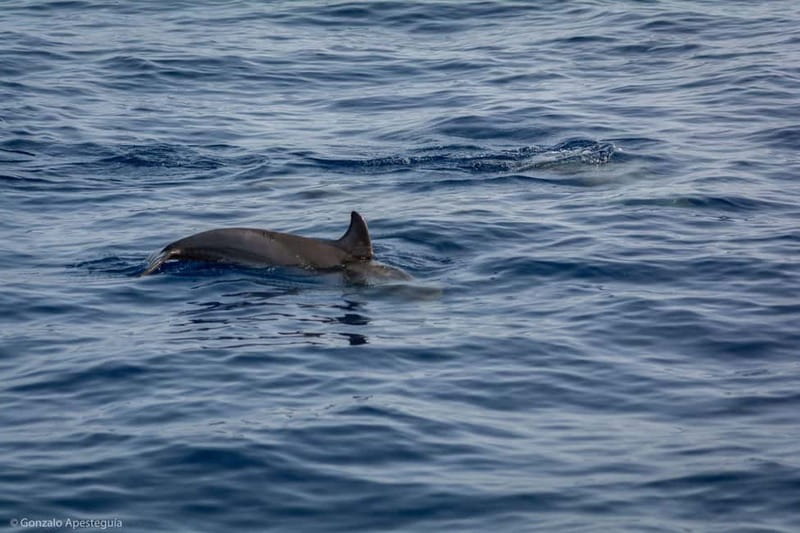 Lanzarote Sunset Experience with dolphin spotting - Sunset views and the rhythm of the 2.5-hour cruise