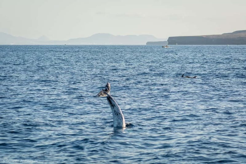 Lanzarote Sunset Experience with dolphin spotting - Practical details that can make the evening smoother