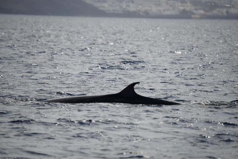 Lanzarote Sunset Experience with dolphin spotting - Leaving Marina Puerto Calero at Pontoon F22