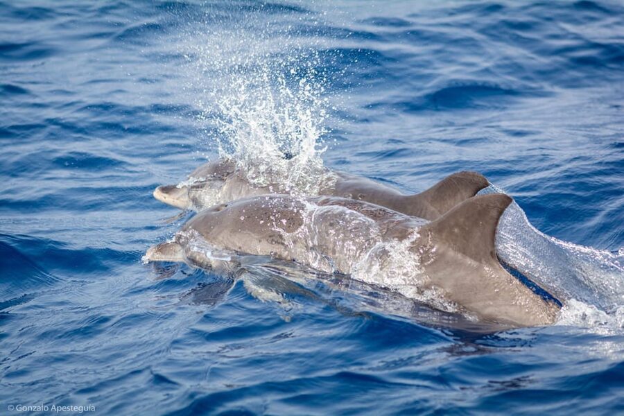 Lanzarote: Whale and Dolphin Watching Eco-Friendly Catamaran - What makes this catamaran worth your time
