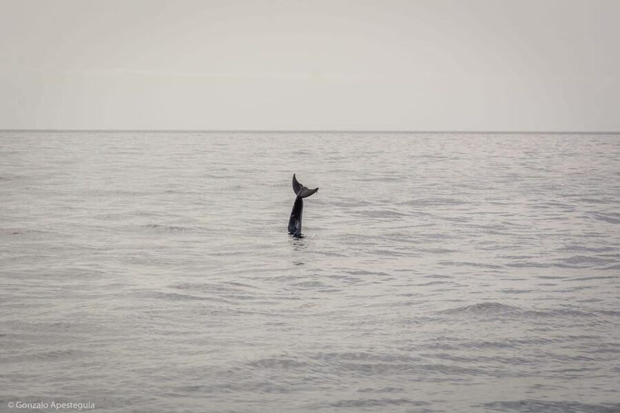 Lanzarote: Whale and Dolphin Watching Eco-Friendly Catamaran - Setting out from Puerto Calero