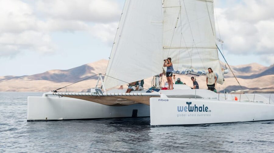 Lanzarote: Whale and Dolphin Watching Eco-Friendly Catamaran - Searching for dolphins and whales
