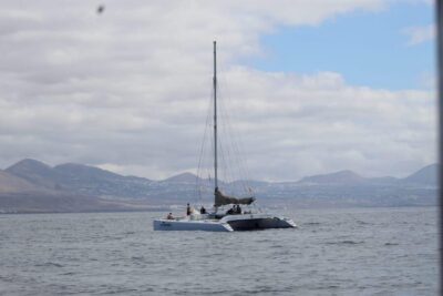 Whale and Dolphin Watching Eco-Friendly Catamaran