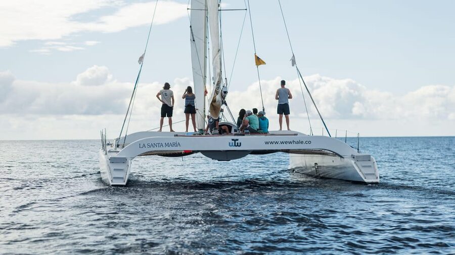 Lanzarote: Whale and Dolphin Watching Eco-Friendly Catamaran - Weather, comfort, and the chance of no sightings