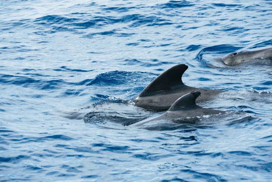 Las Galletas: Whale & Dolphin Tour with Local Skipper - Key points to know before you book