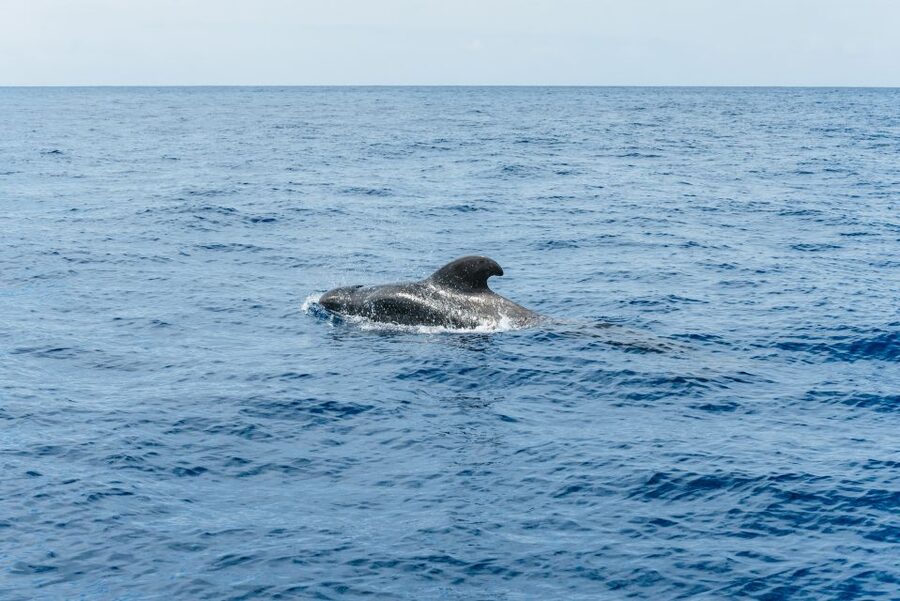 Las Galletas: Whale & Dolphin Tour with Local Skipper - What the $69 price really covers