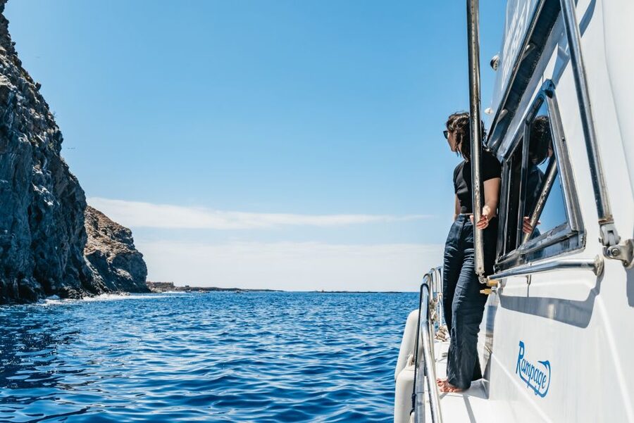 Las Galletas: Whale & Dolphin Tour with Local Skipper - Practical details that make the day easier