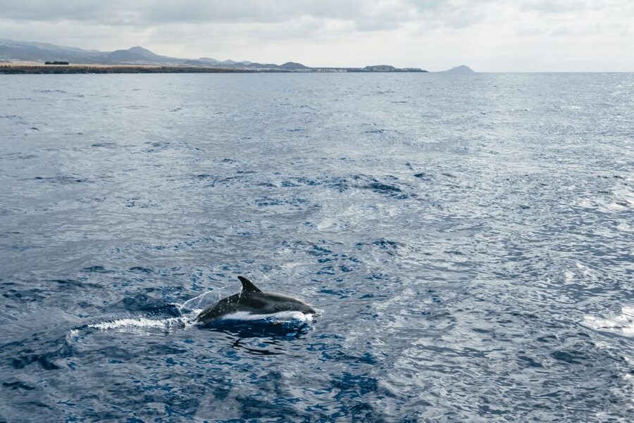Las Galletas: Whale & Dolphin Tour with Local Skipper - Searching Tenerife waters for whales and dolphins