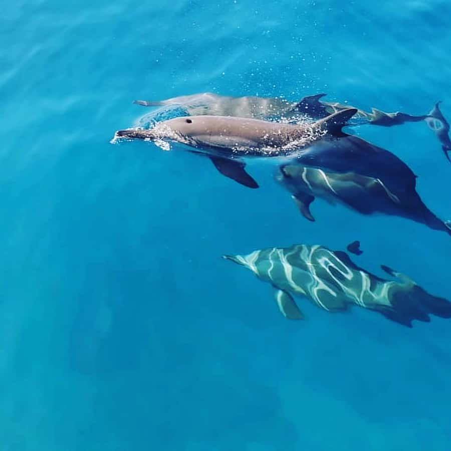 LE MORNE DOLPHINS SUNRISE TRIP - Key points to know before you book