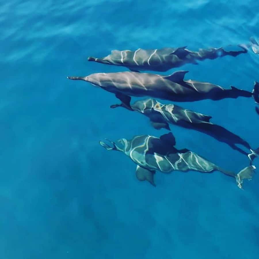 LE MORNE DOLPHINS SUNRISE TRIP - Lagoon snorkeling after the dolphin search