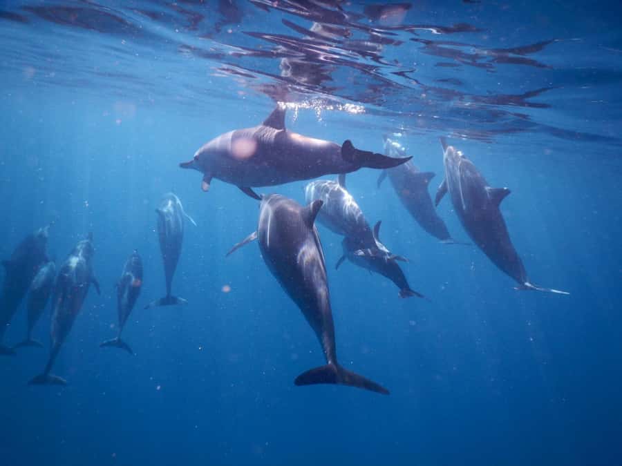 LE MORNE DOLPHINS SUNRISE TRIP - Breakfast, drinks, and an important warning