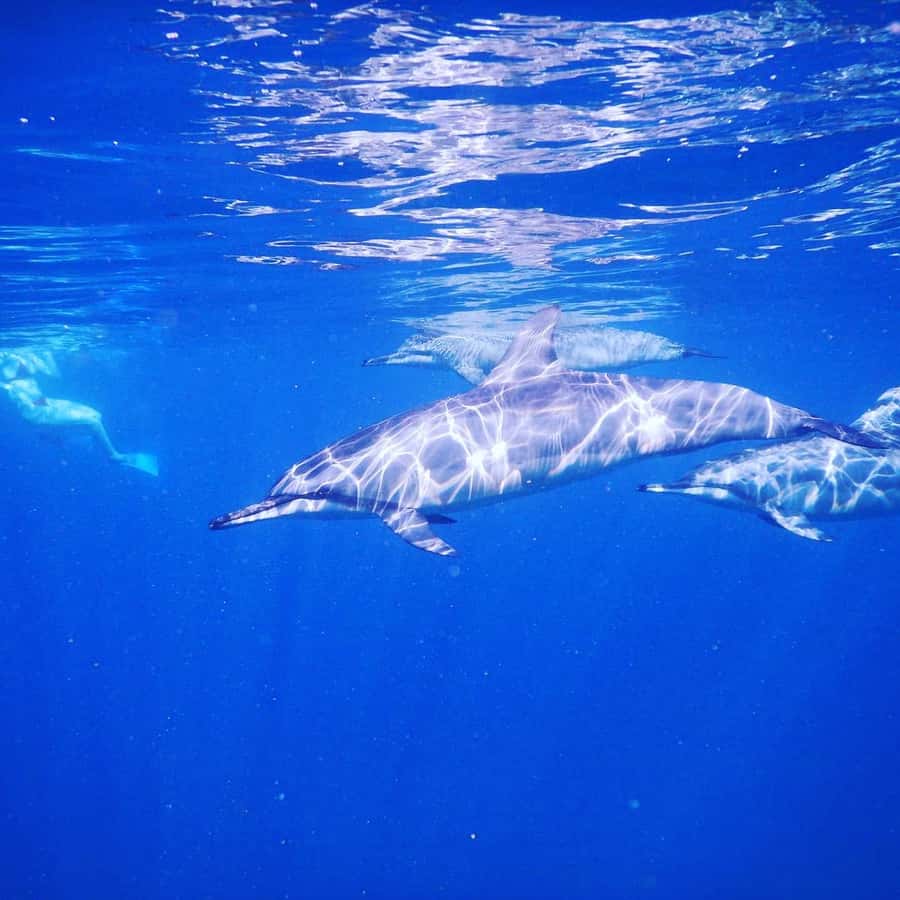 LE MORNE DOLPHINS SUNRISE TRIP - How the private price works for four people