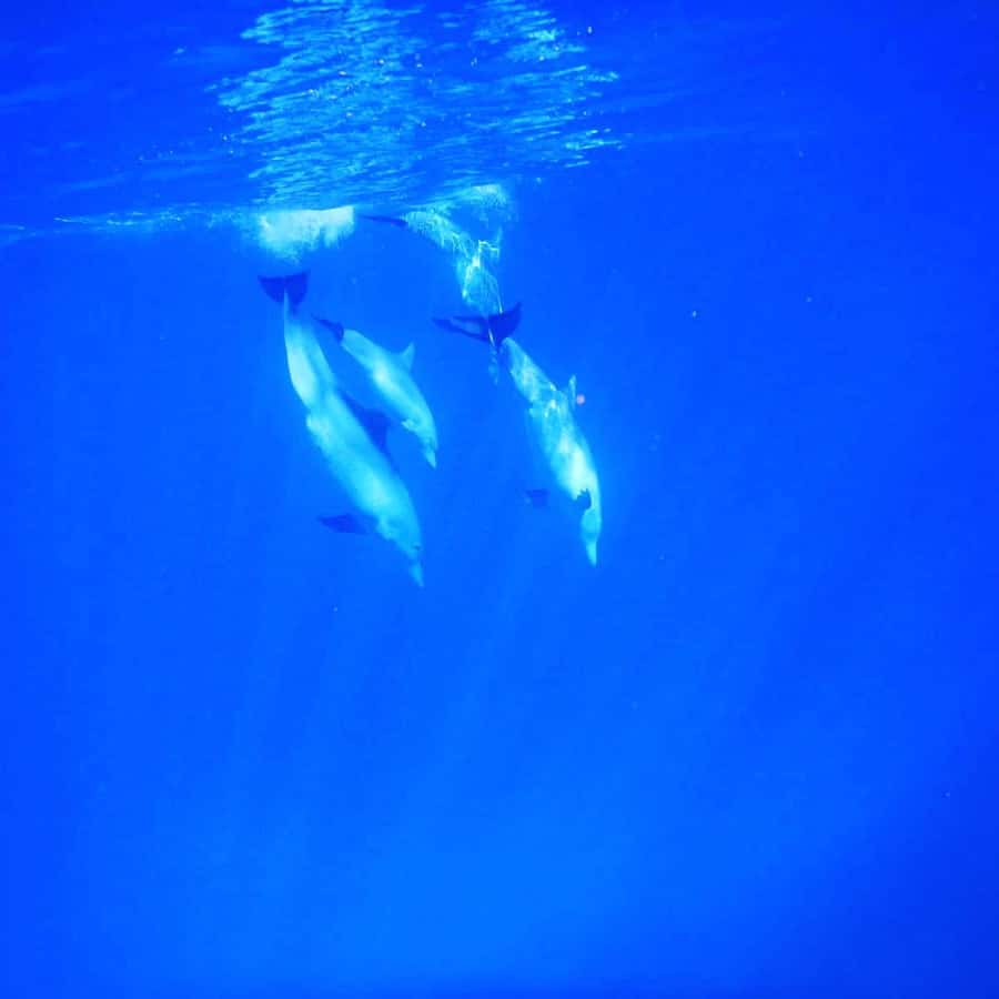 LE MORNE DOLPHINS SUNRISE TRIP - Is this a good family outing?