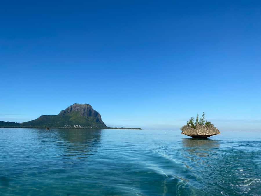 LE MORNE DOLPHINS SUNRISE TRIP - What the marine education adds