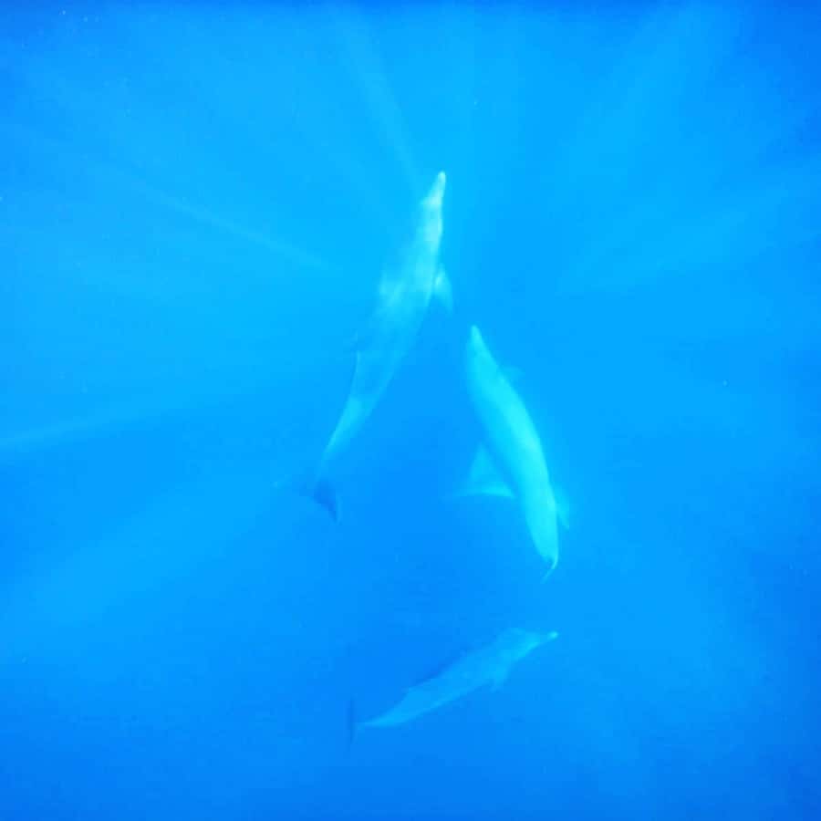 LE MORNE DOLPHINS SUNRISE TRIP - Practical packing and comfort advice